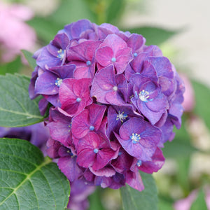 Hydrangea, Wee Bit Grumpy