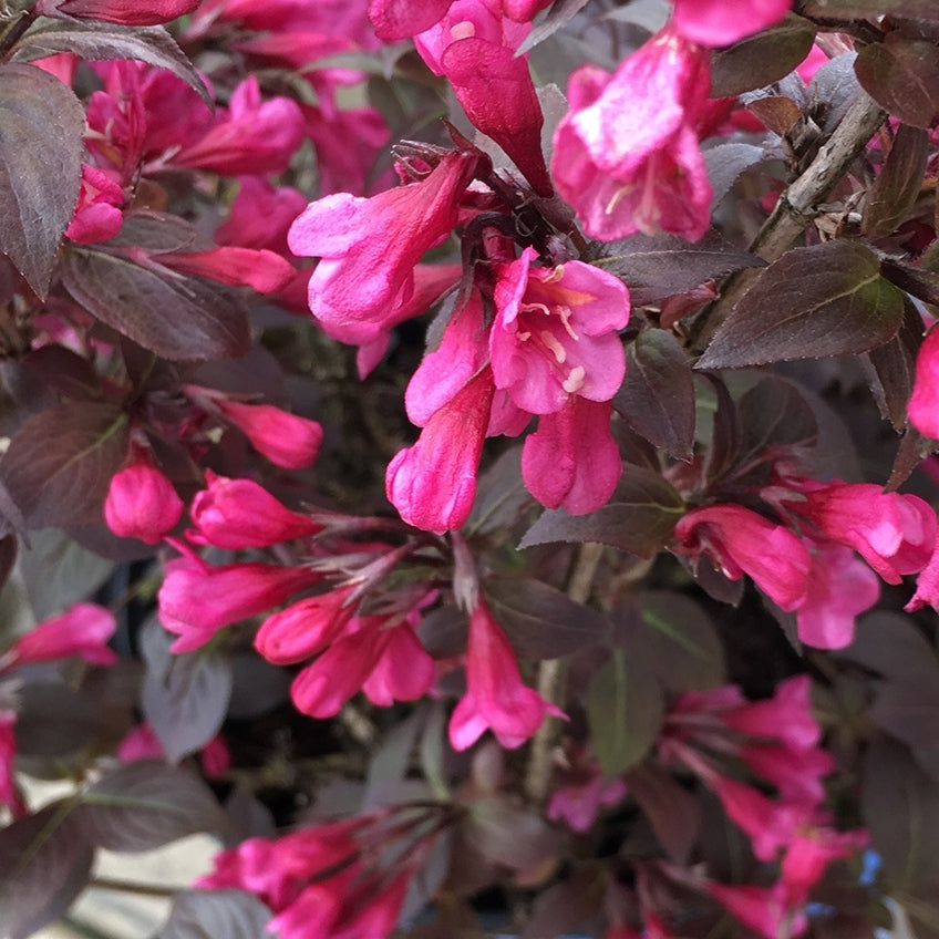 Weigela, Stunner