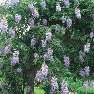 Wisteria