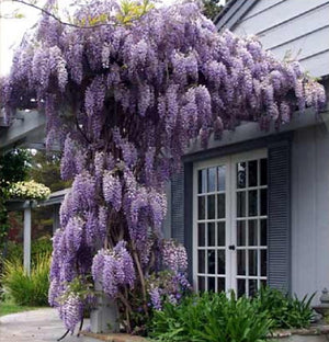 Wisteria