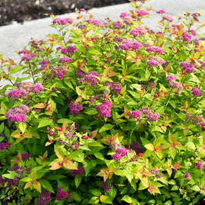 Spirea, Pop Rocks Rainbow Fizz