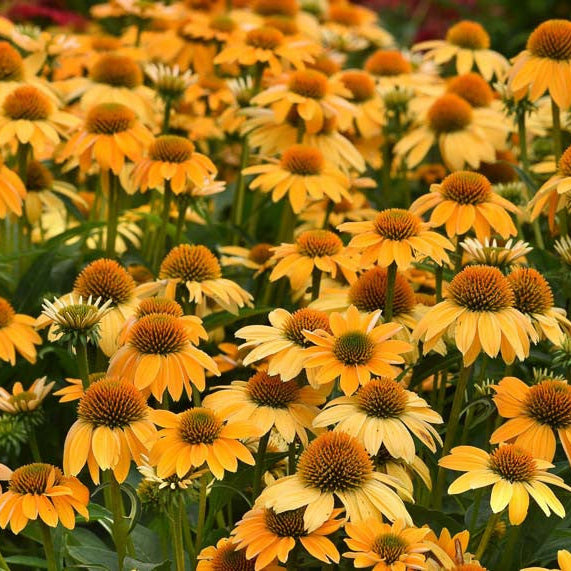 Echinacea, Sombrero Granada Gold