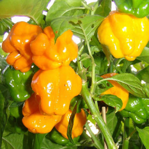 Pepper, Scotch Bonnet Yellow