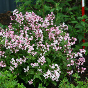 Deutzia Yuki, Cherry Blossom