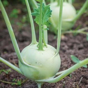 Kohlrabi, Konan