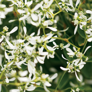 Euphorbia Diamond Frost, Kitchener Waterloo