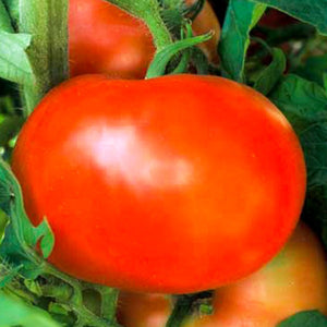 Tomato Super Fantastic, Colour Paradise, Kitchener Waterloo