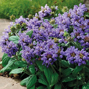 Prunella Lacy Blue