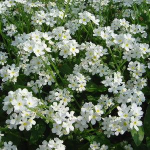 Myosotis Sylva Series