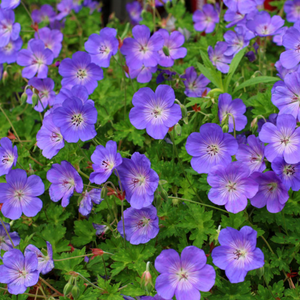 Geranium Rozanne, Colour Paradise, kitchener Waterloo