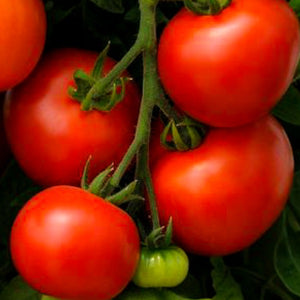Tomato Homeslice, Colour Paradise, Kitchener Waterloo