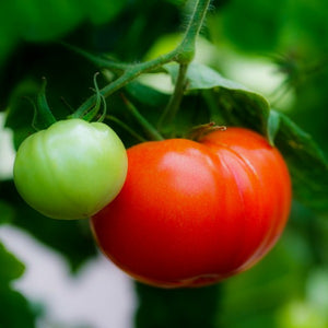 Tomato ChampionII, Colour Paradise, Kitchener Waterloo