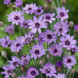 Catananche Cupid's Dart