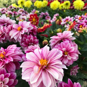 Dahlia, 5" pots