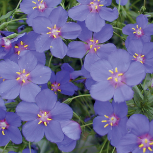 Anagallis Wildcat Blue,  Colour Paradise, Kitchener Waterloo