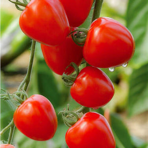 Tomato TOmatoberry Garden, Colour Paradise, Kitchener Waterloo