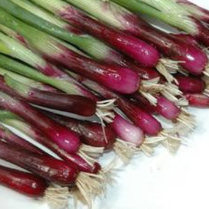 Onion, Red Baron Bunching