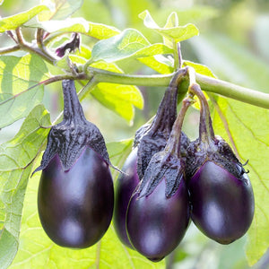 Eggplant, Patio Baby