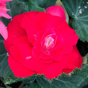 Begonia Nonstop, Colour Paradise, Kitchener Waterloo