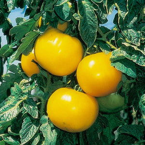 Tomato Lemon Boy, Colour Paradise, Kitchener Waterloo