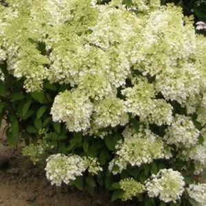 Hydrangea Bobo, Colour Paradise, Kitchener Waterloo