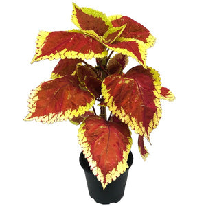 Coleus Standard