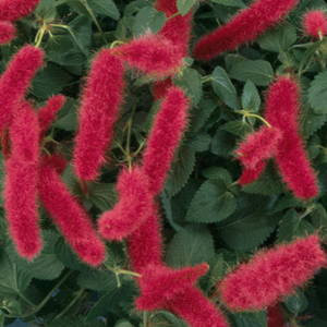 Acalypha, Chenille, Colour Paradise, Kitchener Waterloo