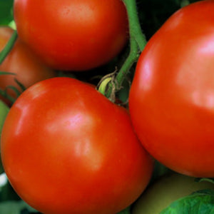 Tomato Glamour, Colour Paradise, Kitchener Waterloo