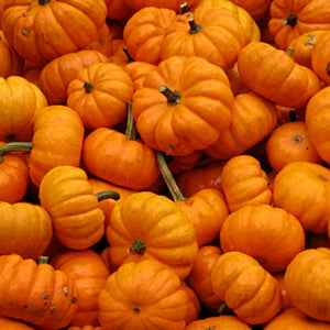 Pumpkin, Jack-Be-Little