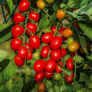 Tomato Fantastico, Colour Paradise, Kitchener Waterloo