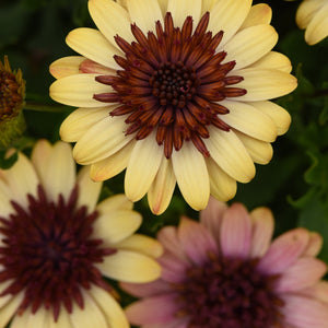 Osteospermum