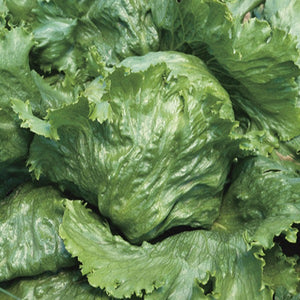 Lettuce, Great Lakes 659