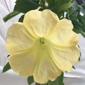 Brugmansia standard treeform, Colour Paradise, Kitchener Waterloo