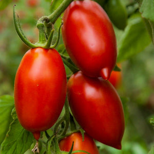 Tomato Amish Paste, Colour Paradise, Kitchener Waterloo