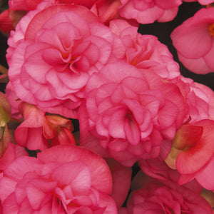 Begonia Solenia Hanging Basket