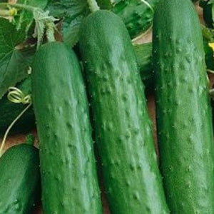 Cucumber, Salad Bush