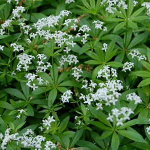 Galium, sweet woodruff, Colour Paradise, Kitchener Waterloo