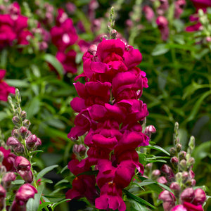 Snapdragon