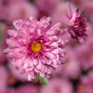 Fall Mum 'Chelsey Pink'