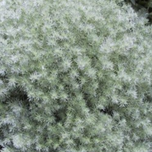 Artemisia, Colour Paradise, Kitchener Waterloo