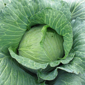 Cabbage, Late Flat Dutch