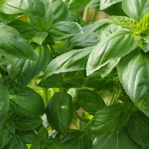 Basil, Dolce Fresca