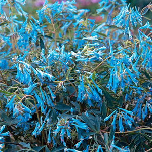 Corydalis Porcelain Blue