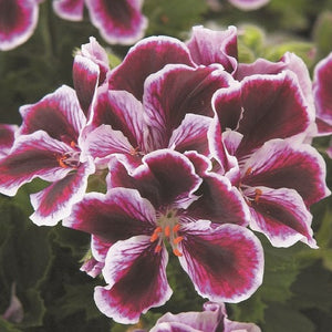 Geranium, Regal Varieties (Multicolor)