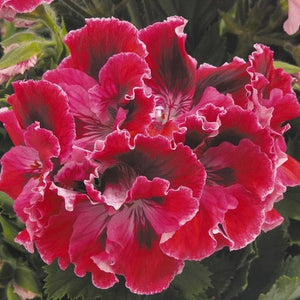 Geranium, Regal Varieties (Multicolor)