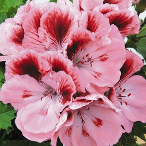 Geranium, Regal Varieties (Multicolor)