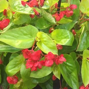 Begonia, Canary Wings