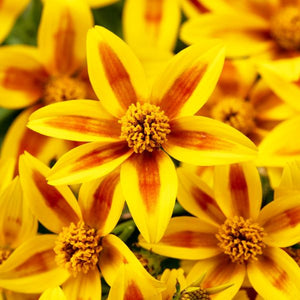 Bidens