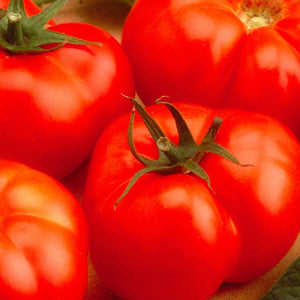 Tomato Beefmaster, Colour Paradise, Kitchener Waterloo