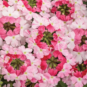 Verbena, Superbena
